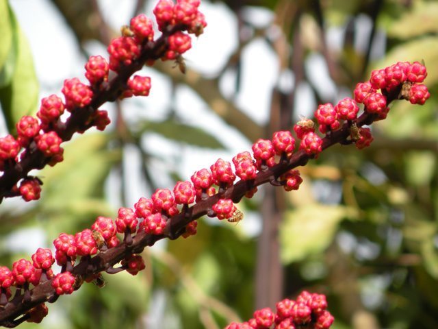 An up-close photo of tree branches