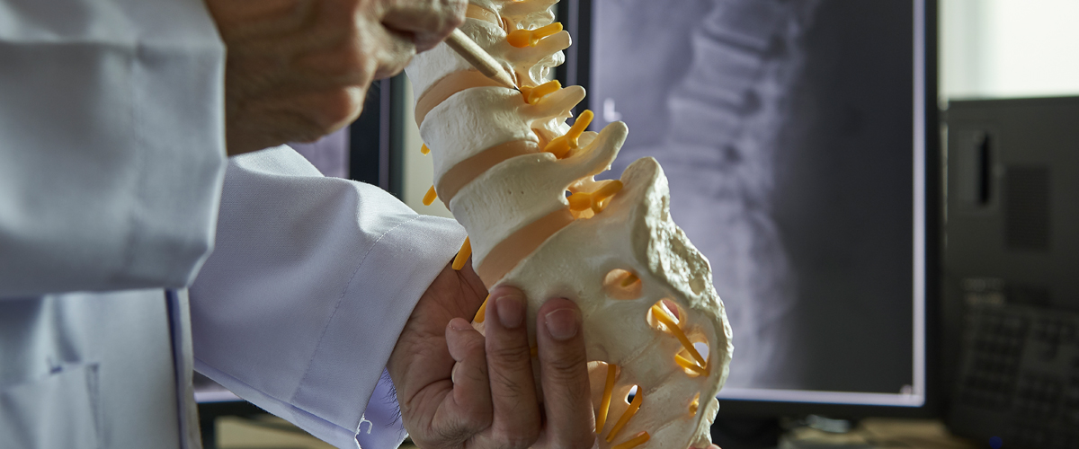 A model of the human spine