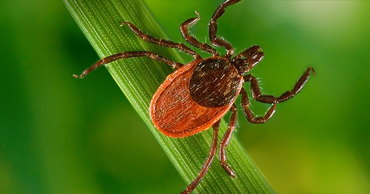Ticks In My Backyard / 5 Easy Steps On How To Get Rid Of Ticks In Yard