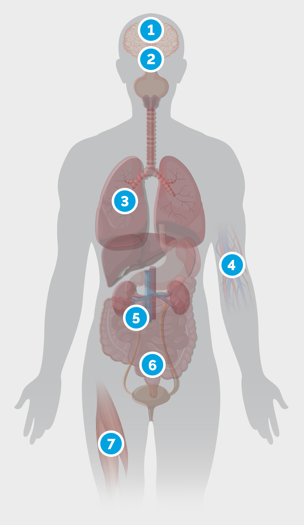 Infographic showing the impact of stress on the body