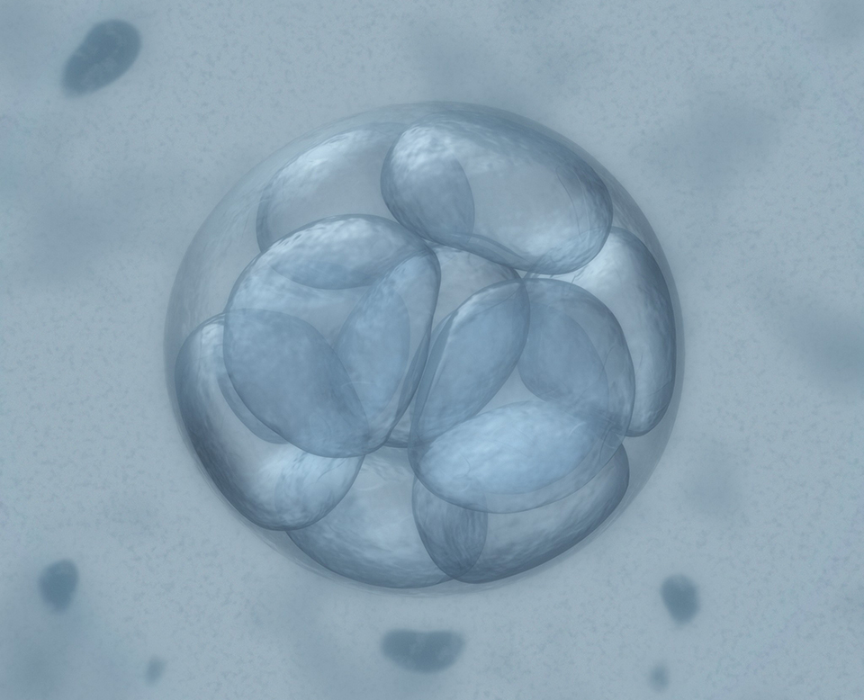 embryo
