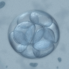 embryo