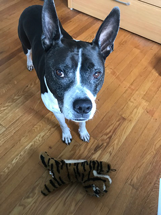 Pepper, the dog